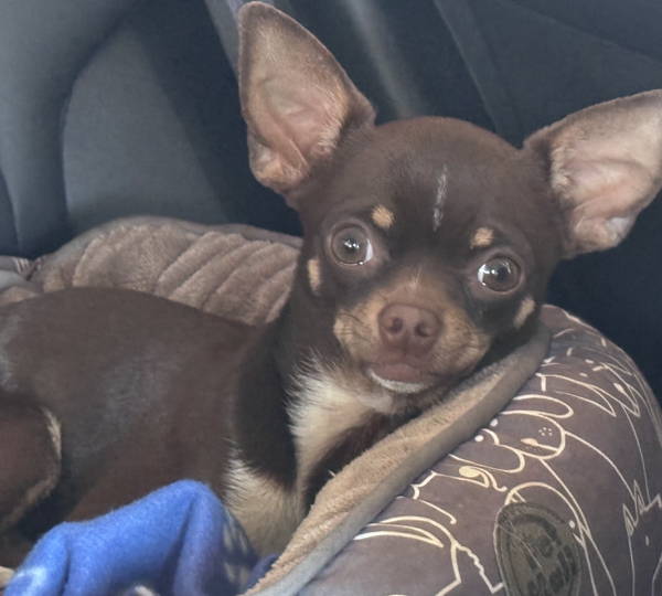 Rolo