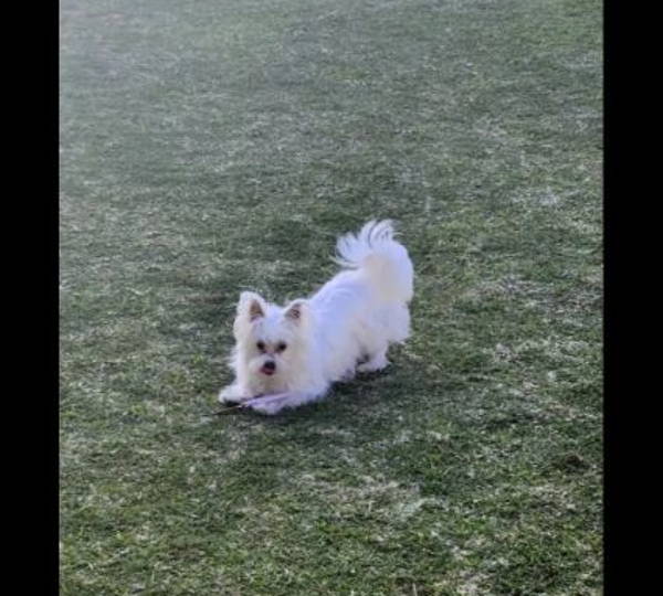 Lola