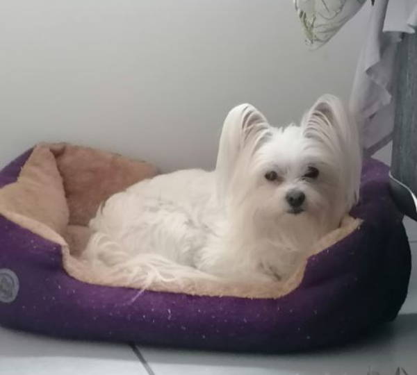 Lola