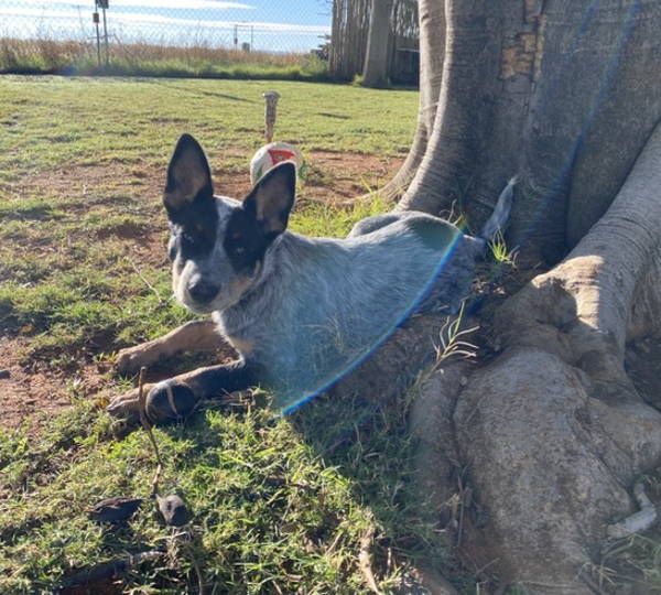 Duke