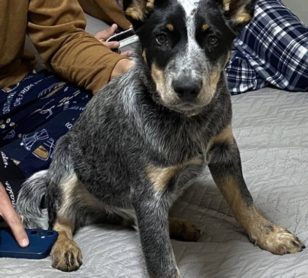 Duke