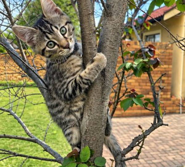 Luna