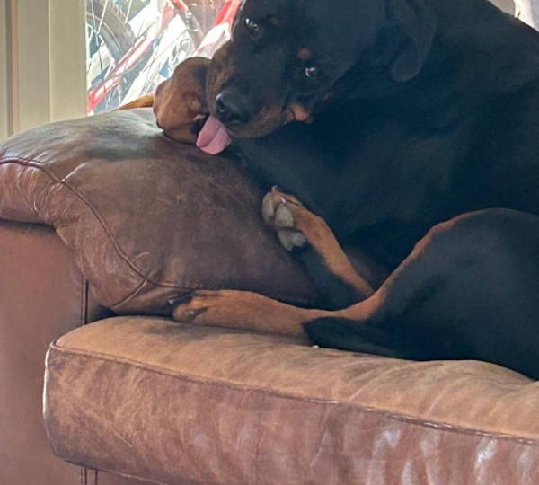 Dora