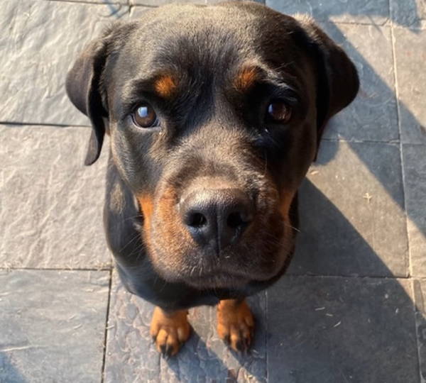 Dora