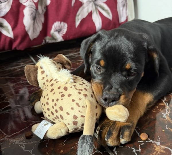 Nala