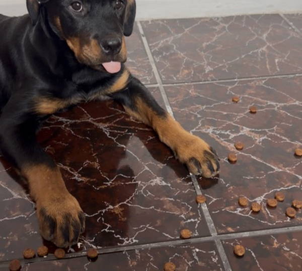 Nala
