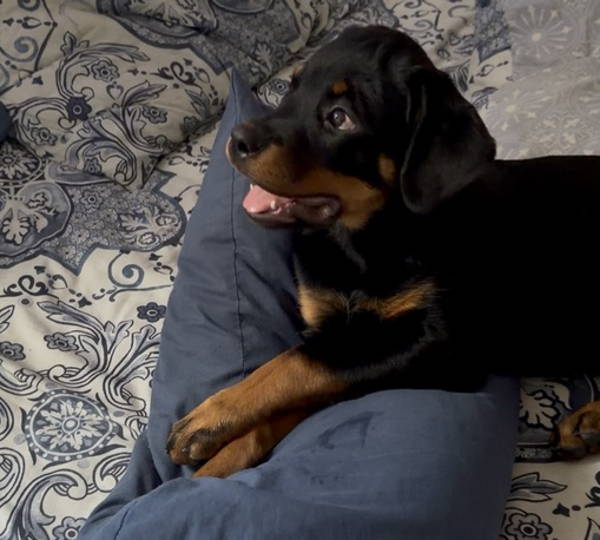 Nala