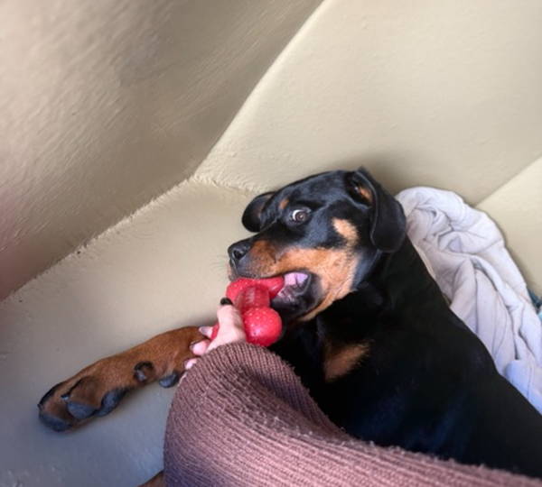 Nala