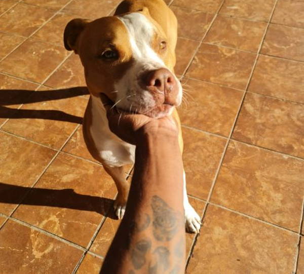 Diesel