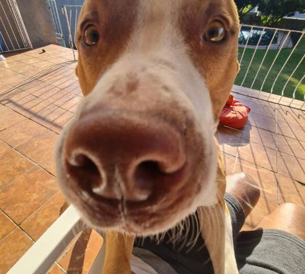 Diesel