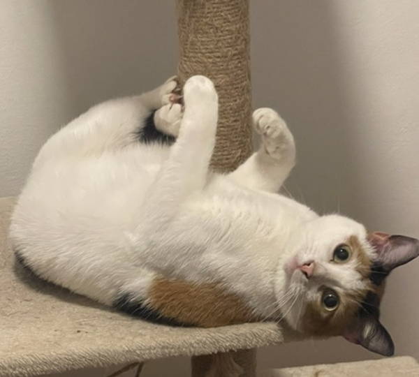 Knives