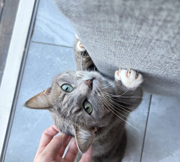 Tinks