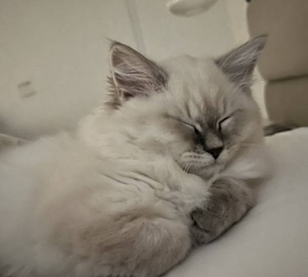 Sofia