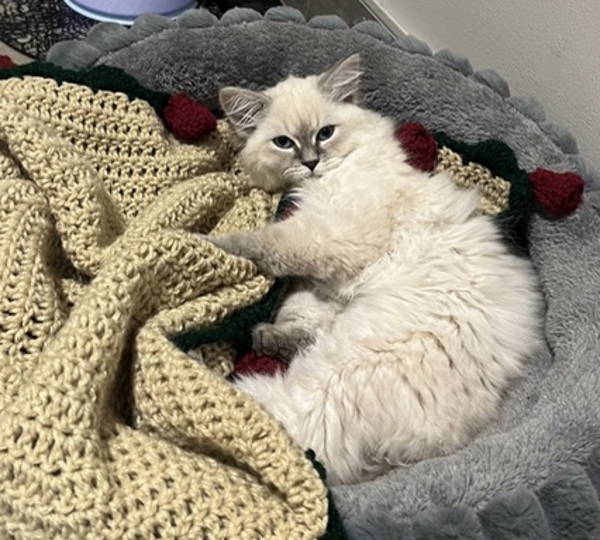 Sofia
