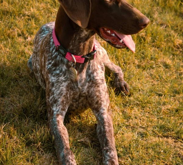 Scout