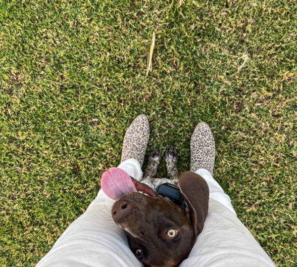 Scout