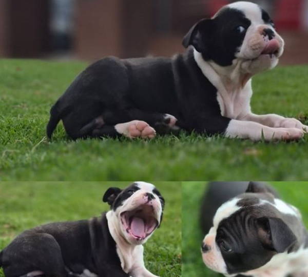 Frankie