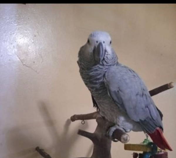 Zazu