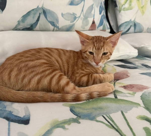 Simba