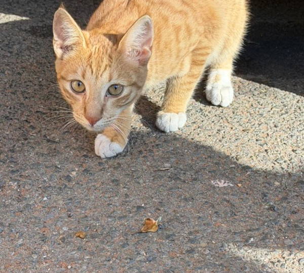 Simba