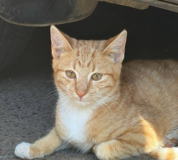 Simba
