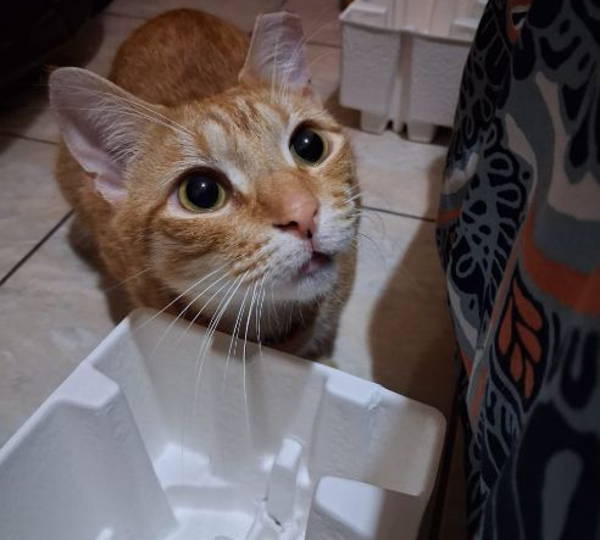 Tigger