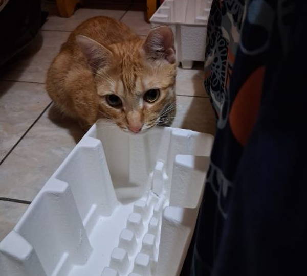 Tigger