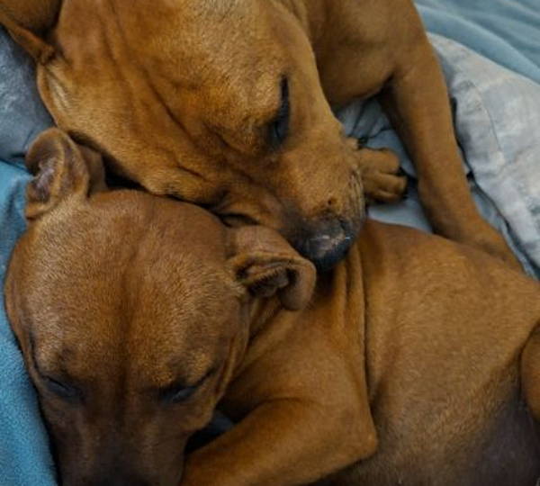 Bruno & Pokkel