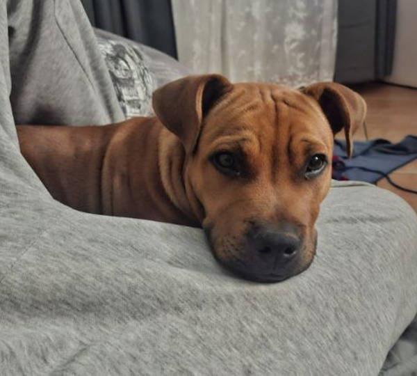 Bruno & Pokkel