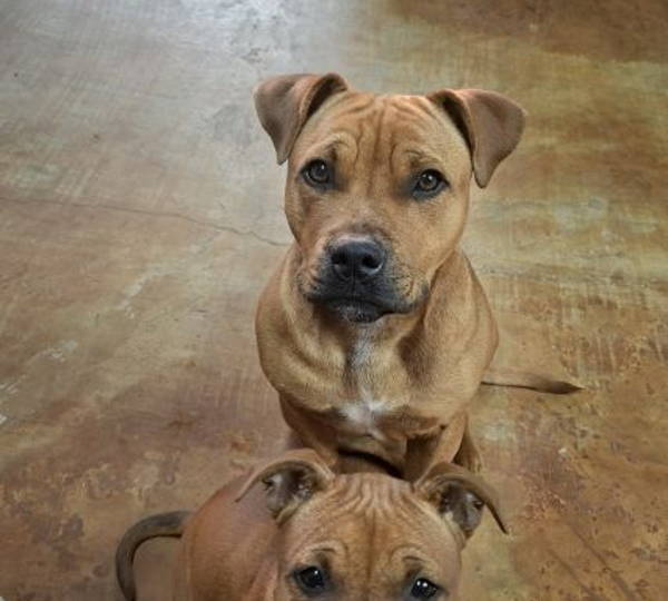 Bruno & Pokkel
