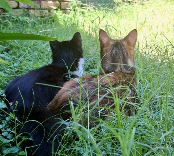 Mimi & Milio