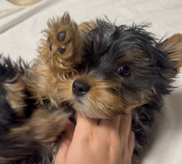 Cooper