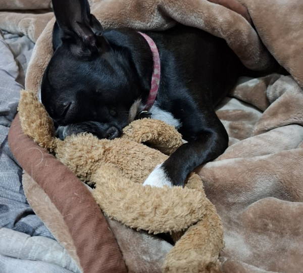 Roxi