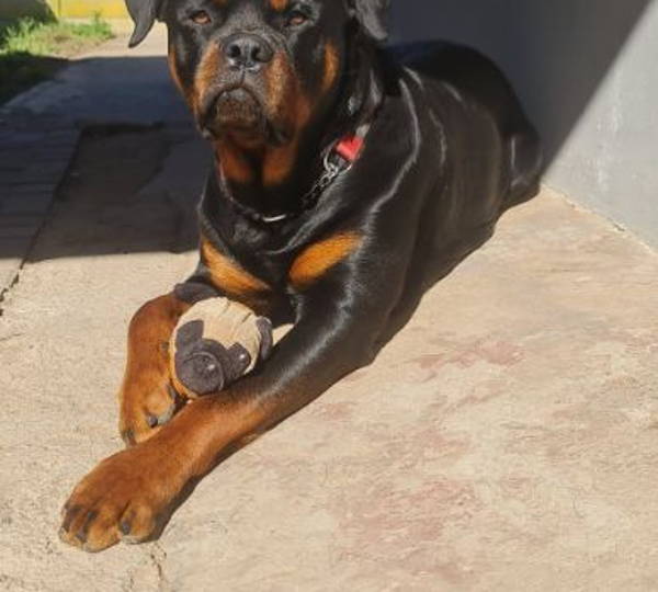 Tank