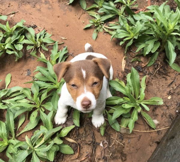Rambo