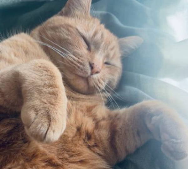 Ginger