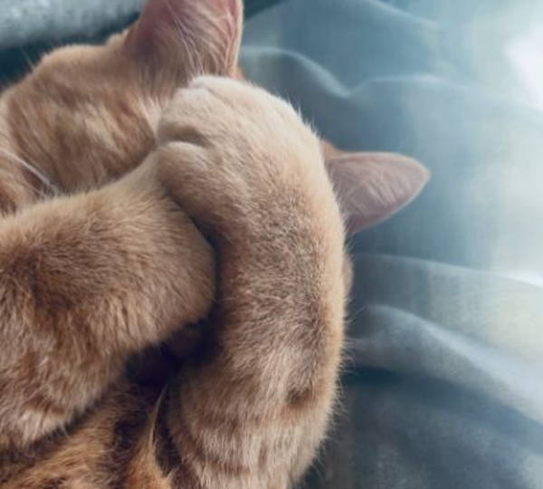 Ginger