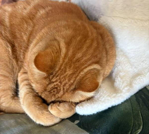 Ginger