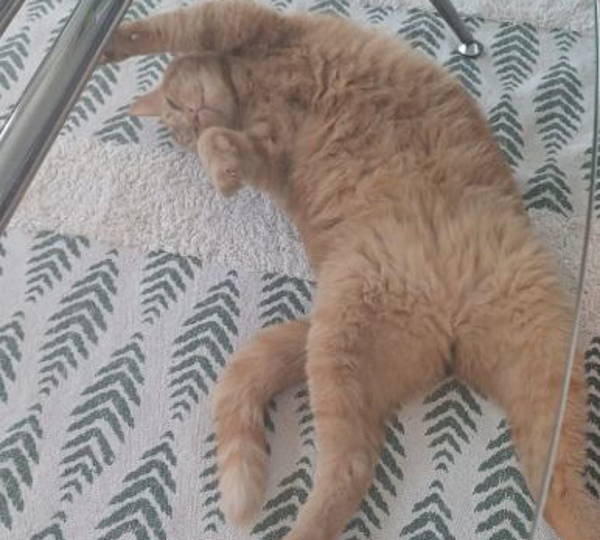 Ginger