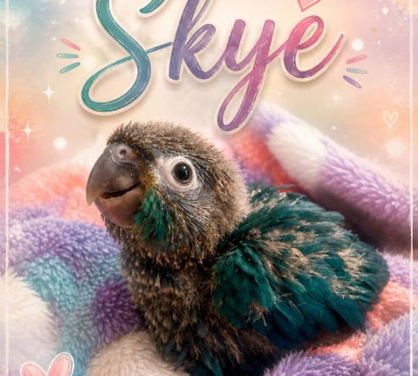 Skye
