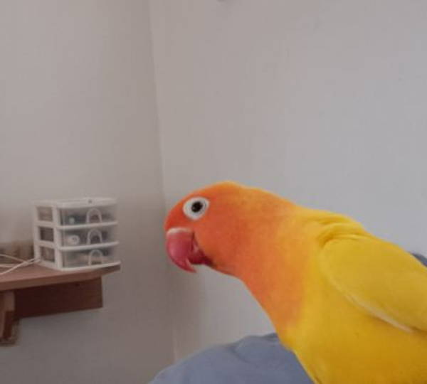 Saartjie