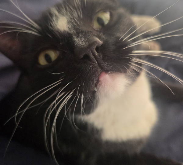 Puss-Puss