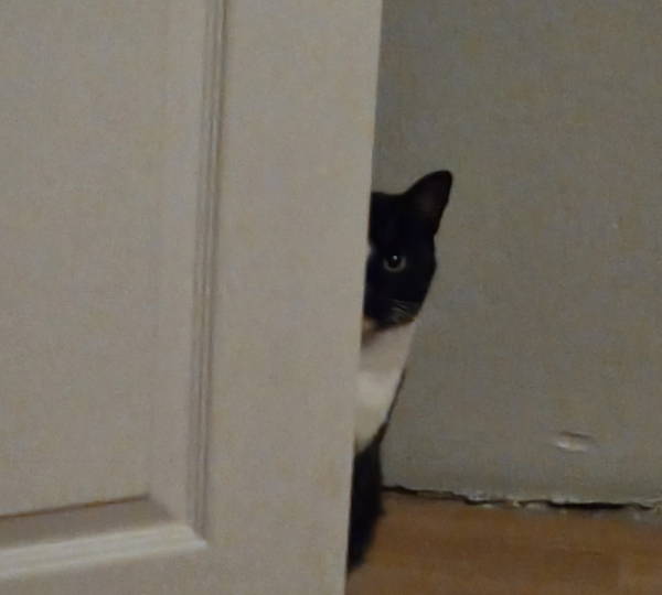 Puss-Puss