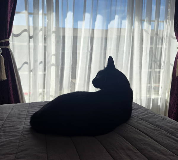 Puss-Puss