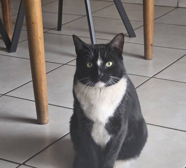 Puss-Puss
