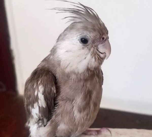Cinnamon