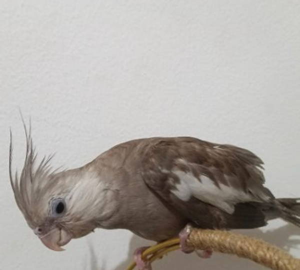 Cinnamon