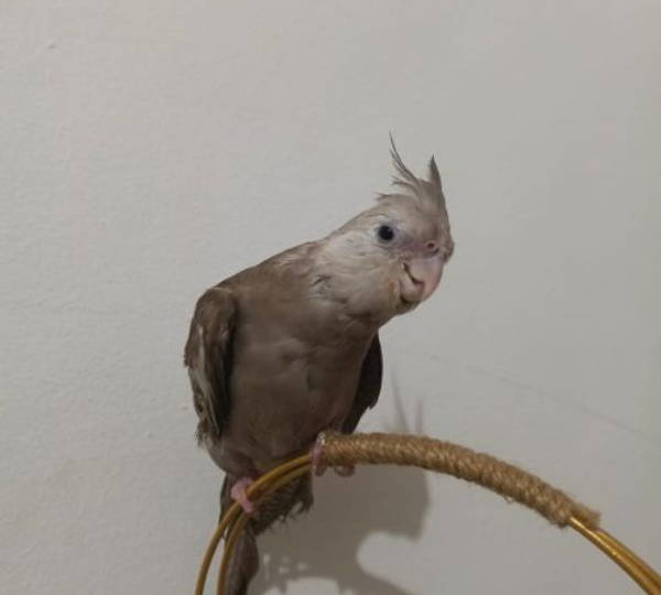 Cinnamon