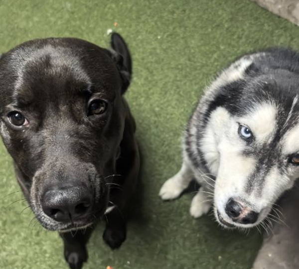 Reo & Rocco