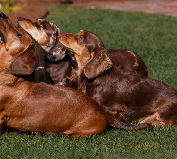 Oakley, Ivy, Willow & Hazel